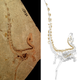 A fossil of Sinosauropteryx used in the study. (Image: University of Bristol)